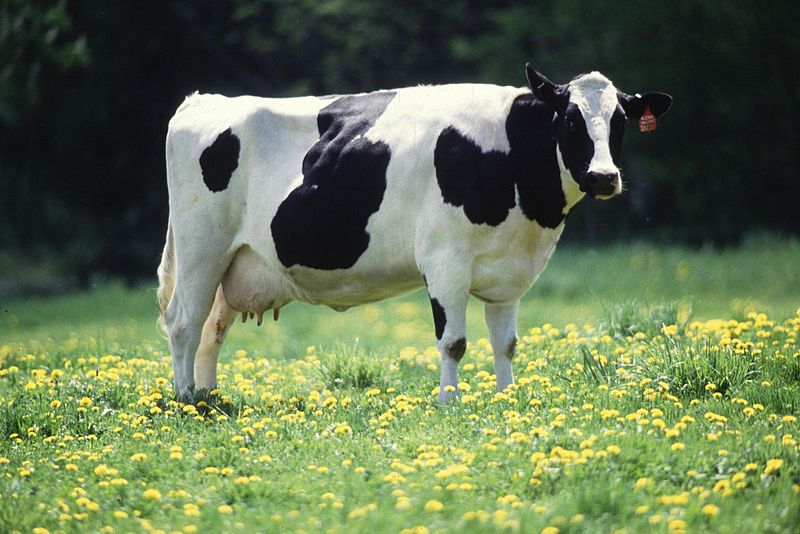 Dairy_cow